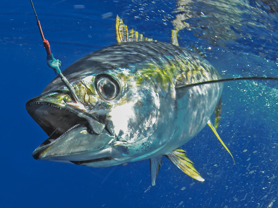 Sport Fishing at Mal Pais & Santa Teresa - Jason Tours