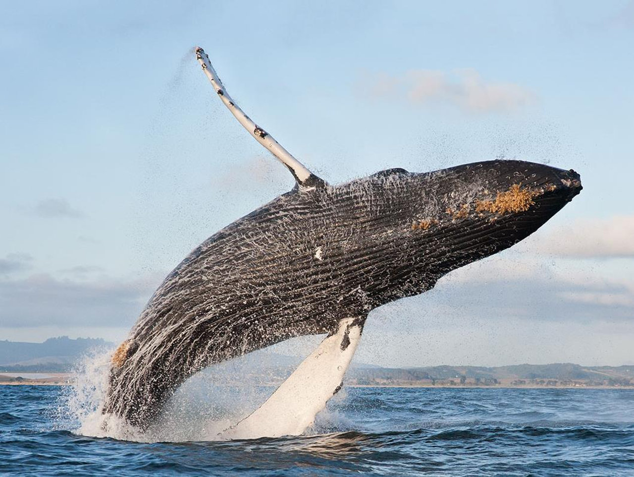 Какой самый крупный кит